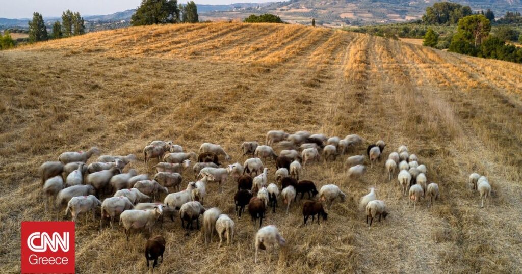 Sheep and goat pox: Farmer dies of heartbreak after news his animals had to be euthanized due to sheep and goat pox