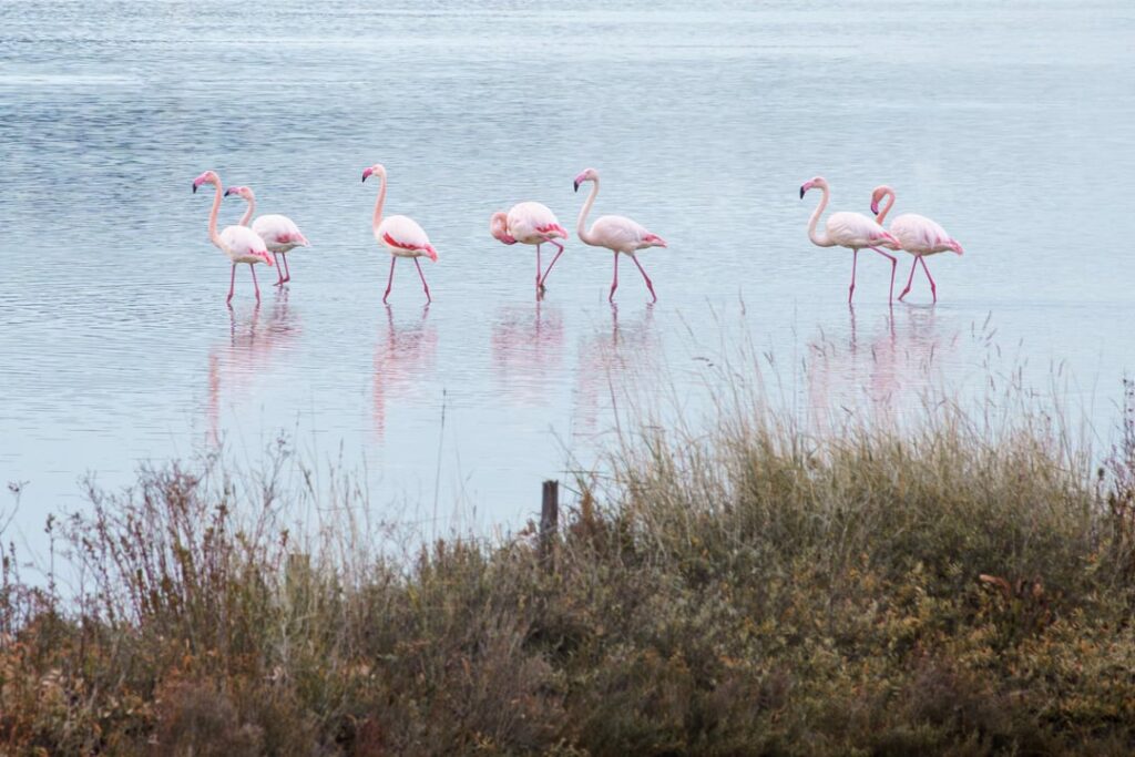 Flamingos in the Sečovel salt pans