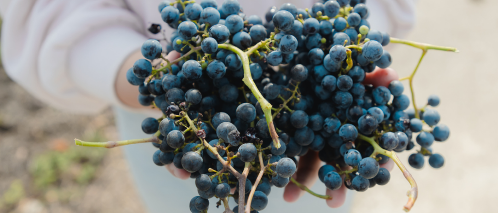 The Republic of Moldova unveils a new long-term table grape strategy