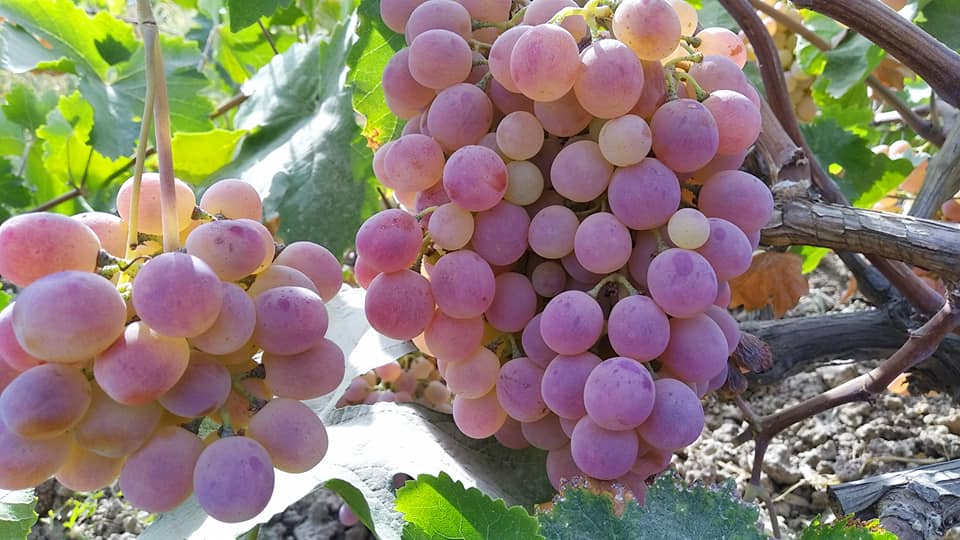 Azerbaijan exported 8,455 tons of grapes in 10 months • EastFruit Azerbaijan exported 8,455 tons of grapes in 10 months • EastFruit