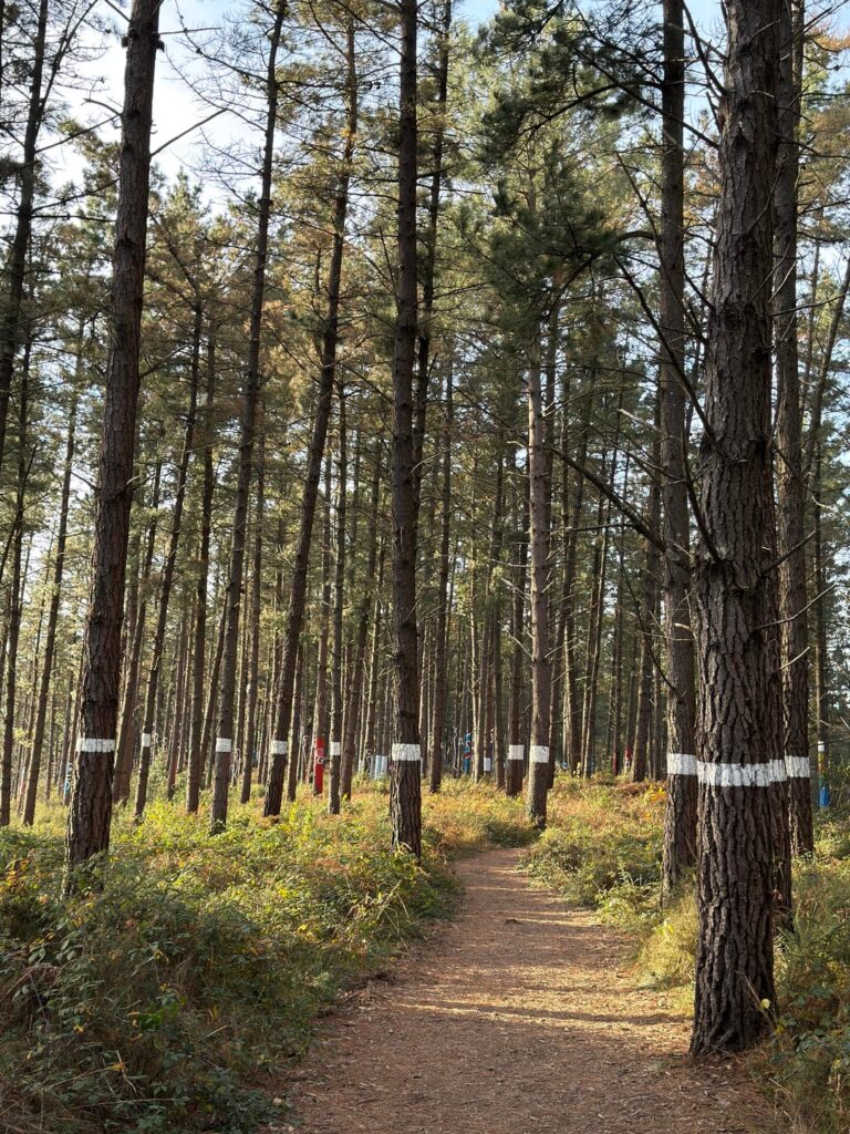 Oma Forest (Bizkaia)