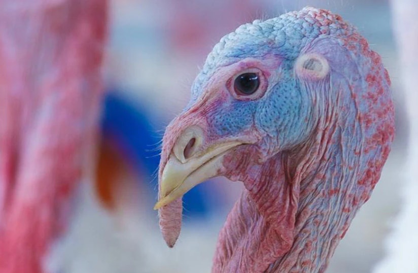 Newcastle disease hits turkeys, laying hens in Poland Newcastle disease hits turkeys, laying hens in Poland