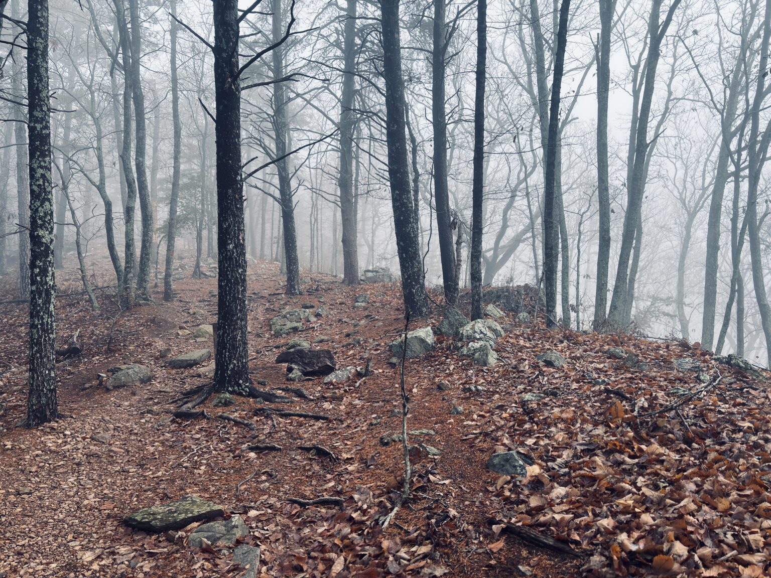 Crowders Mtn SP, NC.