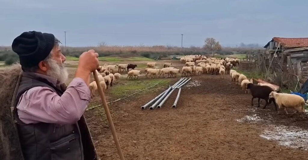 Livestock breeder sobs goodbye to the 450 sheep of the local historic Rumlouki breed that he has been raising for decades