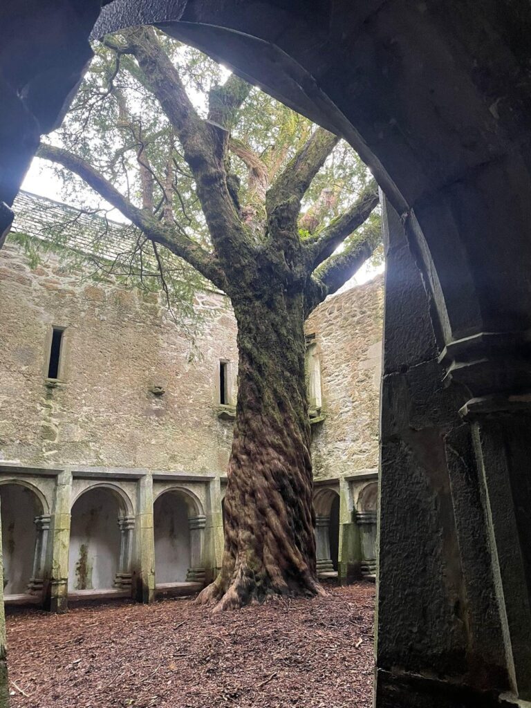 Muckross Abbey, Killarney.