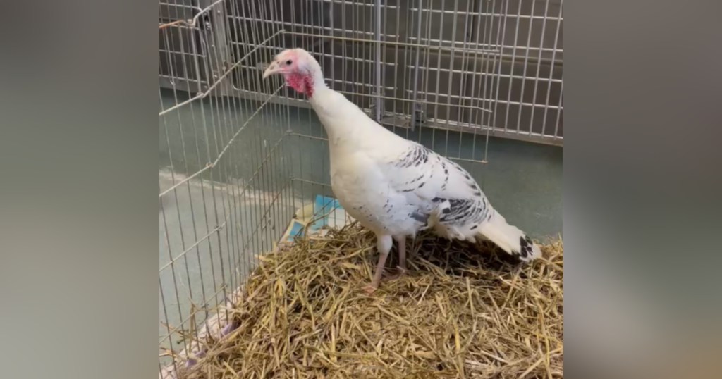 After concerned neighbors spotted this turkey, she's up for adoption at RACC