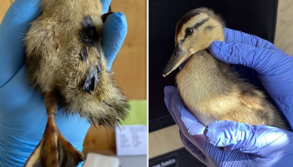 Suburban business cited for big oily asphalt spill in Chicago canal