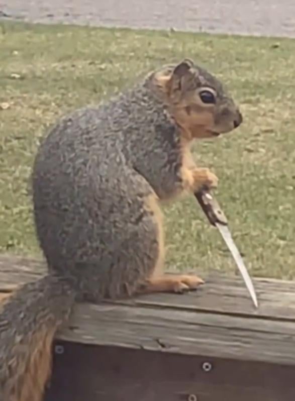 Squirrel Reumanplatz