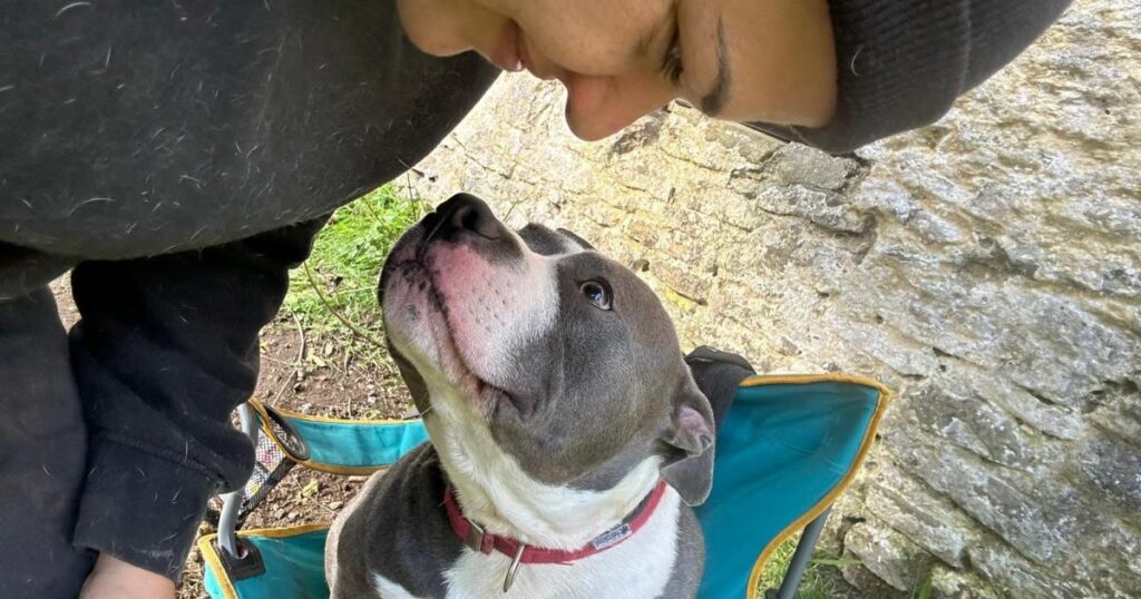 Three women to drive 15 rescue dogs 3,500km to new home in Ireland