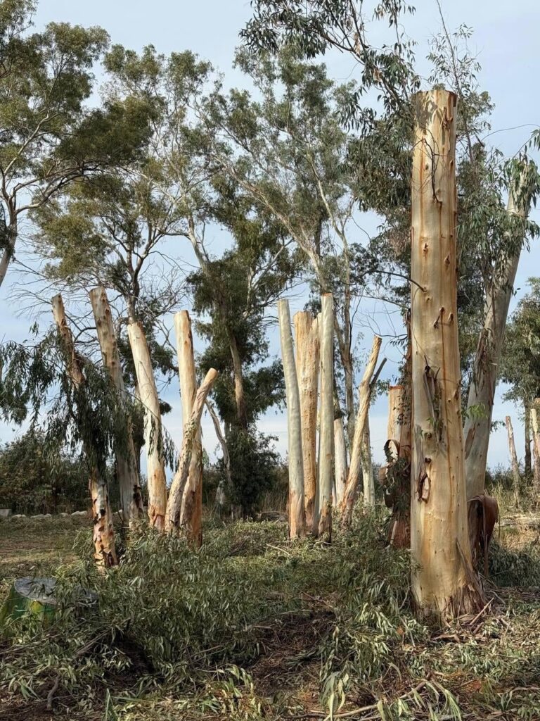 Look how they massacred a camping site