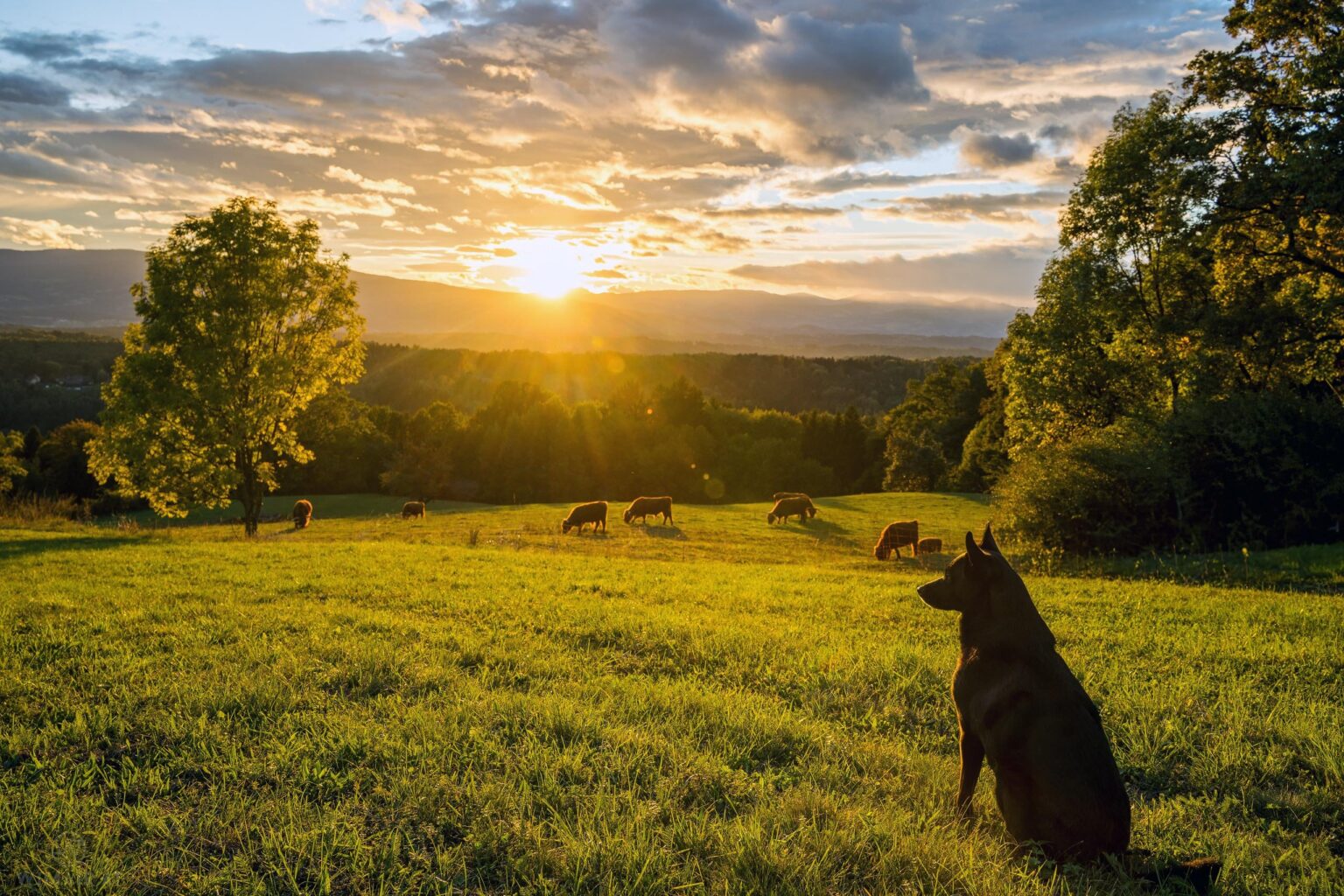 Best Boy, Best Light [Styria, Austria] [OC]