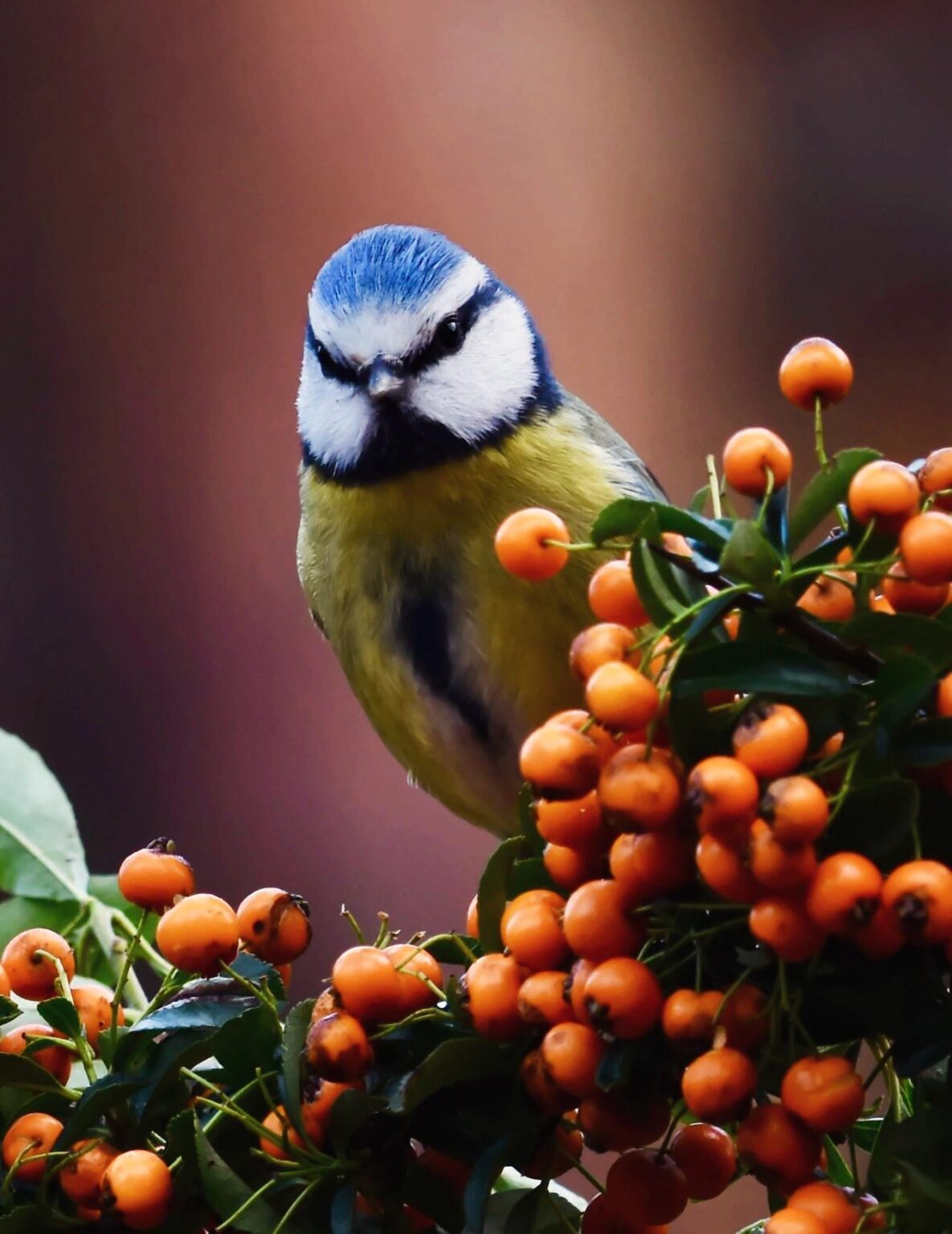 Have you ever been stared at disapprovingly by a Blue Tit?