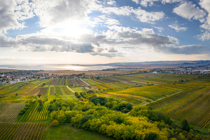 In Neusiedlersee DAC, Zweigelt is the leading variety. (Photo: © OeWM / WSNA)