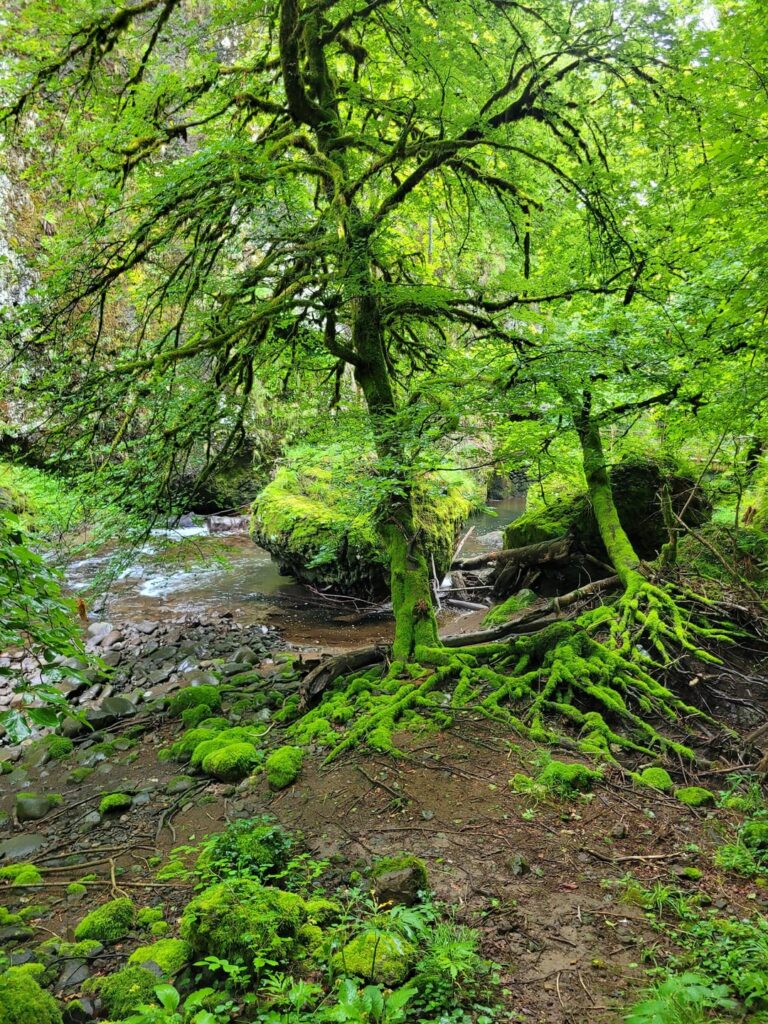 Short walk in the Jordanne Gorges - Cantal - Auvergne - France