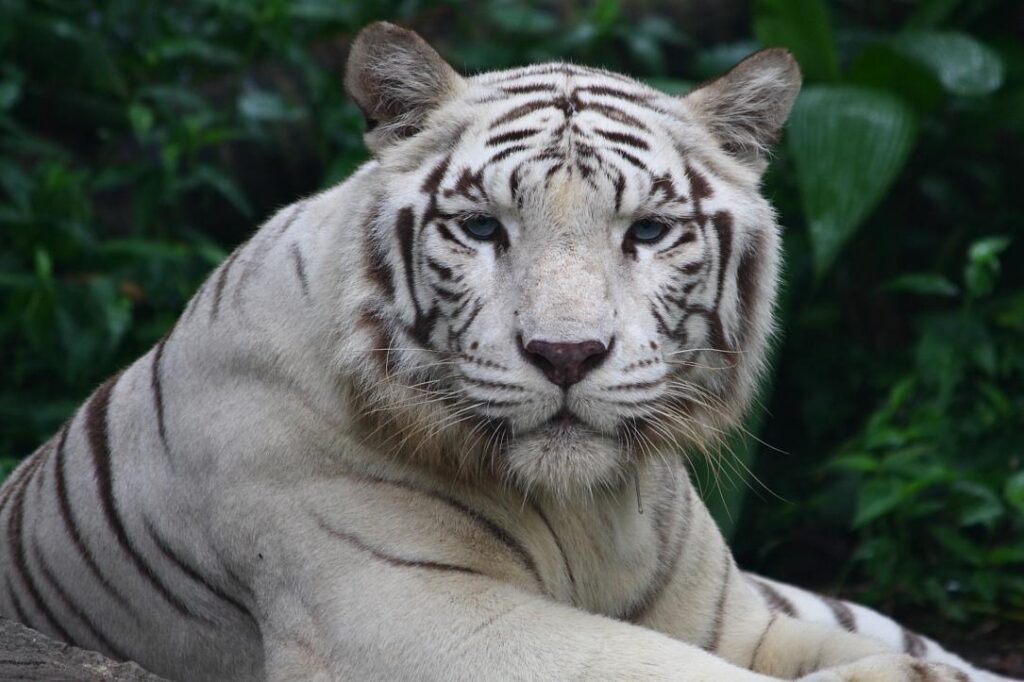 White tiger cub found dead at zoo in southern Romania after swallowing plastic bag