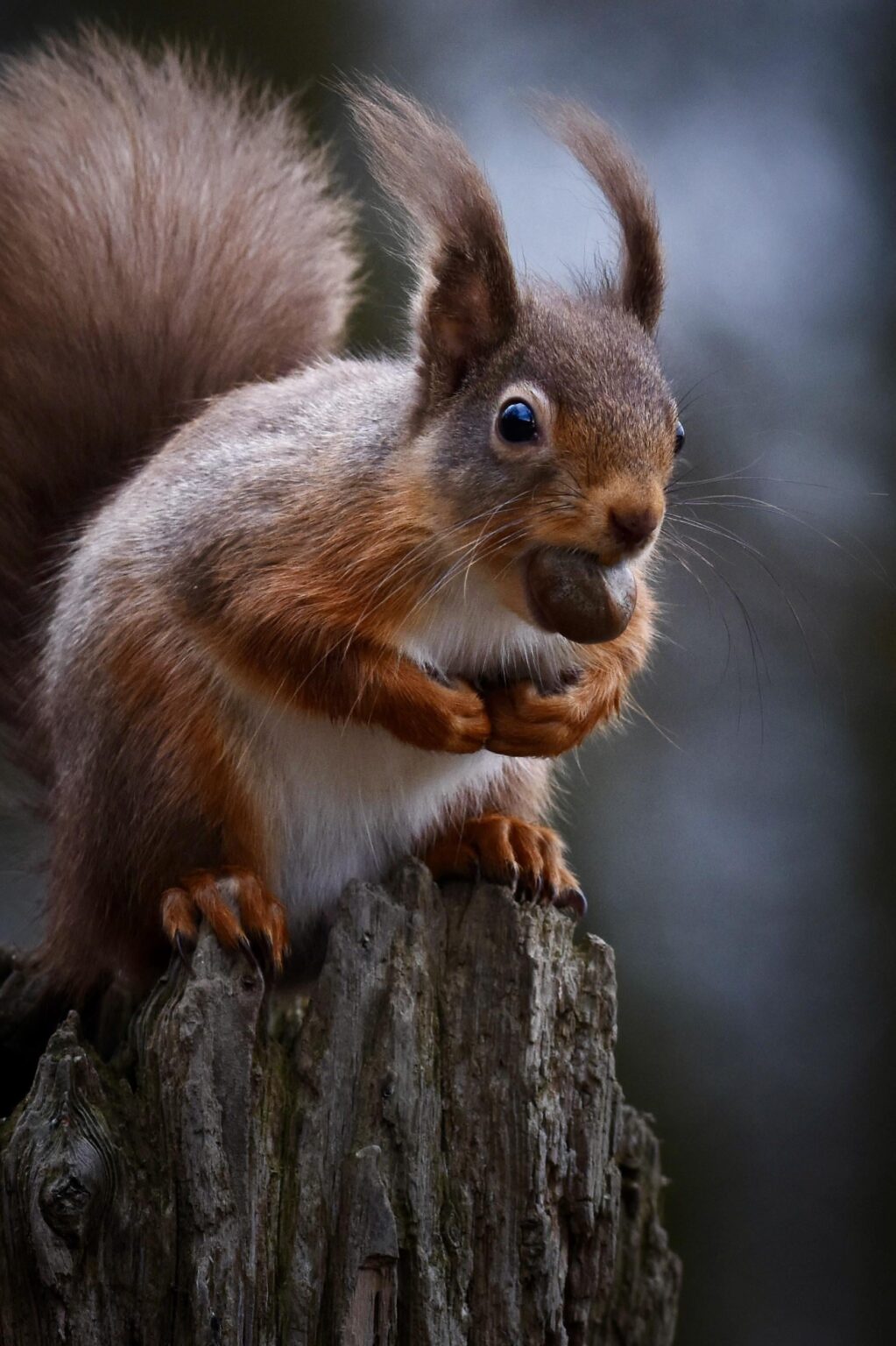 Absolutely nobody is getting that nut!!! 🏴󠁧󠁢󠁳󠁣󠁴󠁿