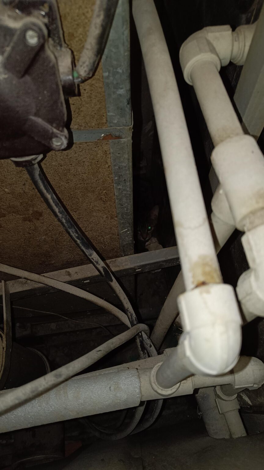 Kitten in stirrups Kitten in stirrups