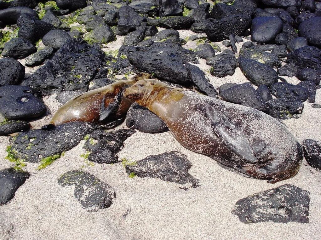 La Loberia, Galapagos Island
