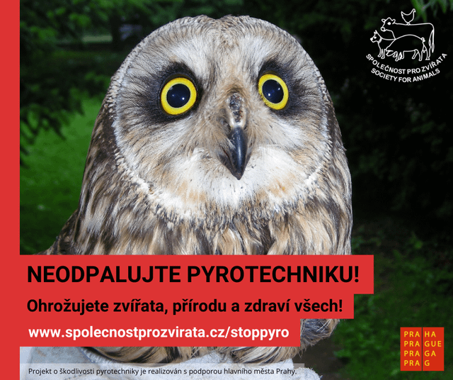 Please be considerate, have a sandwich and watch the series and don't set off firecrackers like retatdi. Anyway, it's already banned almost everywhere this year.