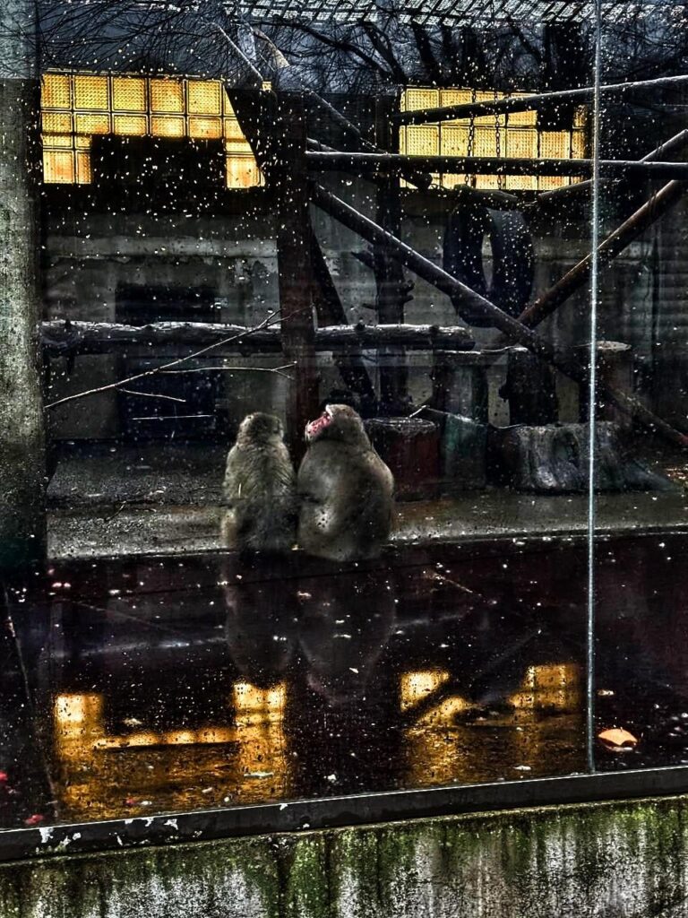 Random photos from Tallinn. Duck 3