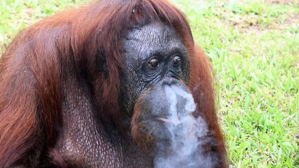 Even monkeys can quit smoking…