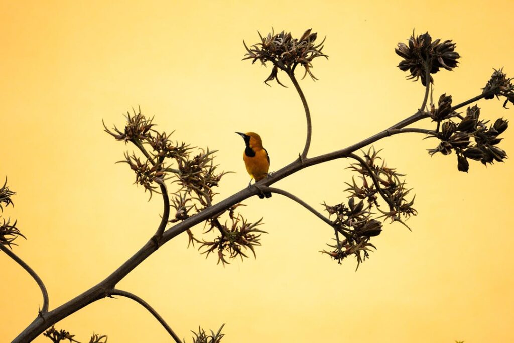 Birding in Baja Sur is unreal! All of these come from this morning's walk