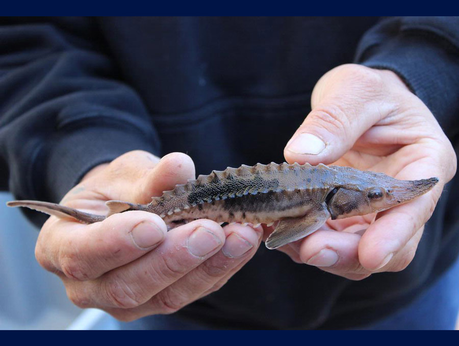 Lake sturgeon face climate change challenges after recovery