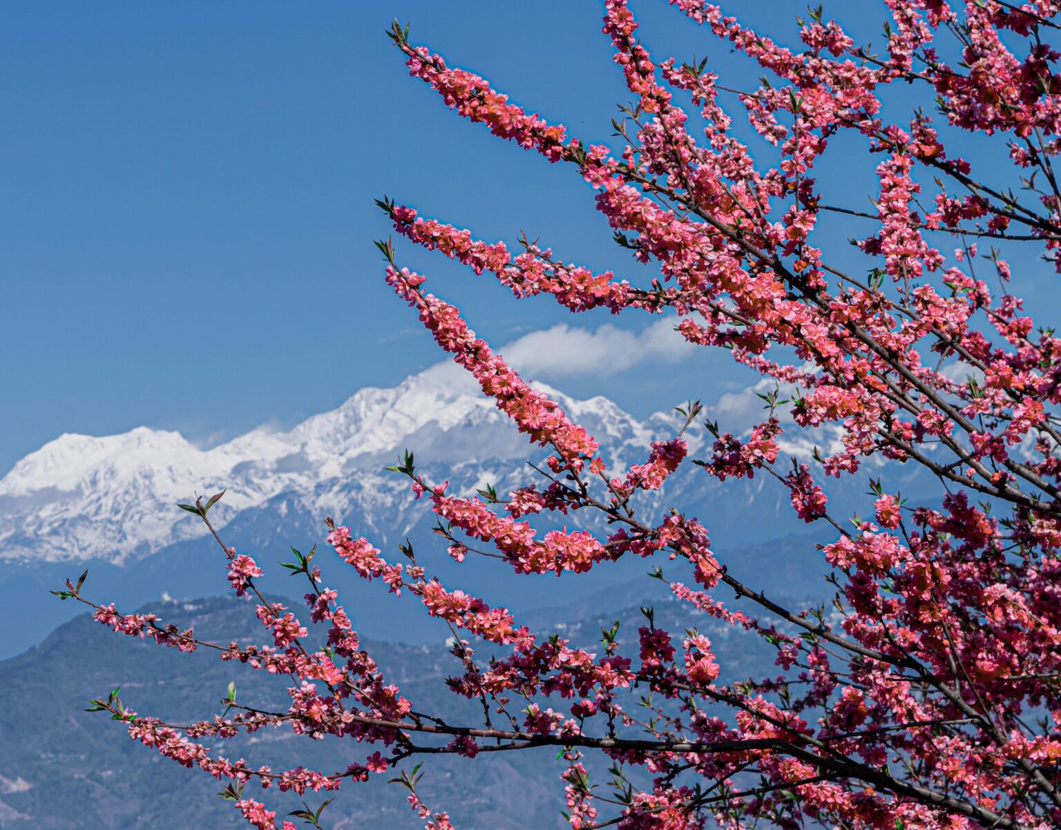 Mt. Kanchenjunga, worlds 3rd highest peak and India's highest, as seen from Indian Himalayas [OC]