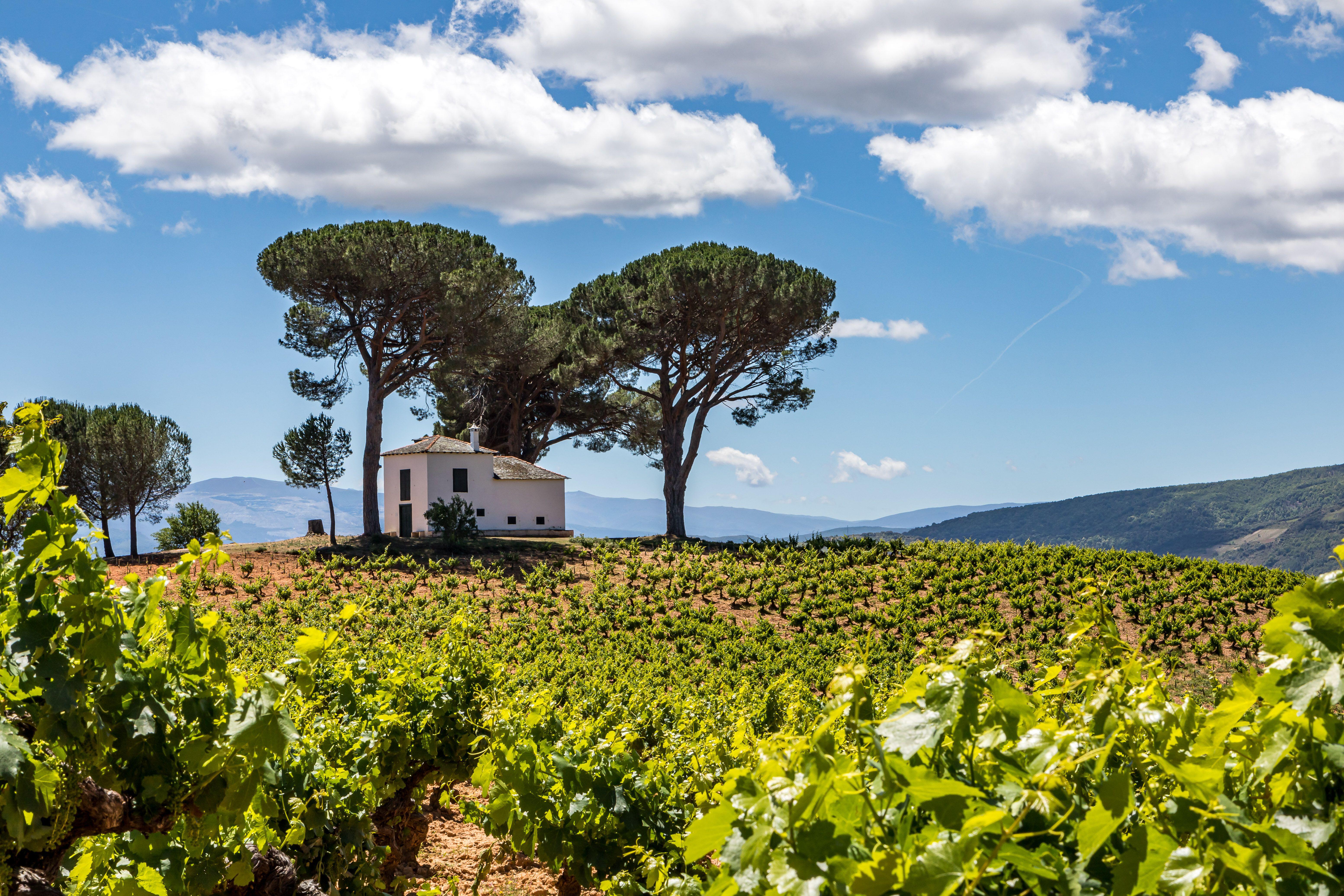 Cantarina Vinos de Familia winery in Villafranca del Bierzo with vineyards in the foreground and a small white building nestled between trees.