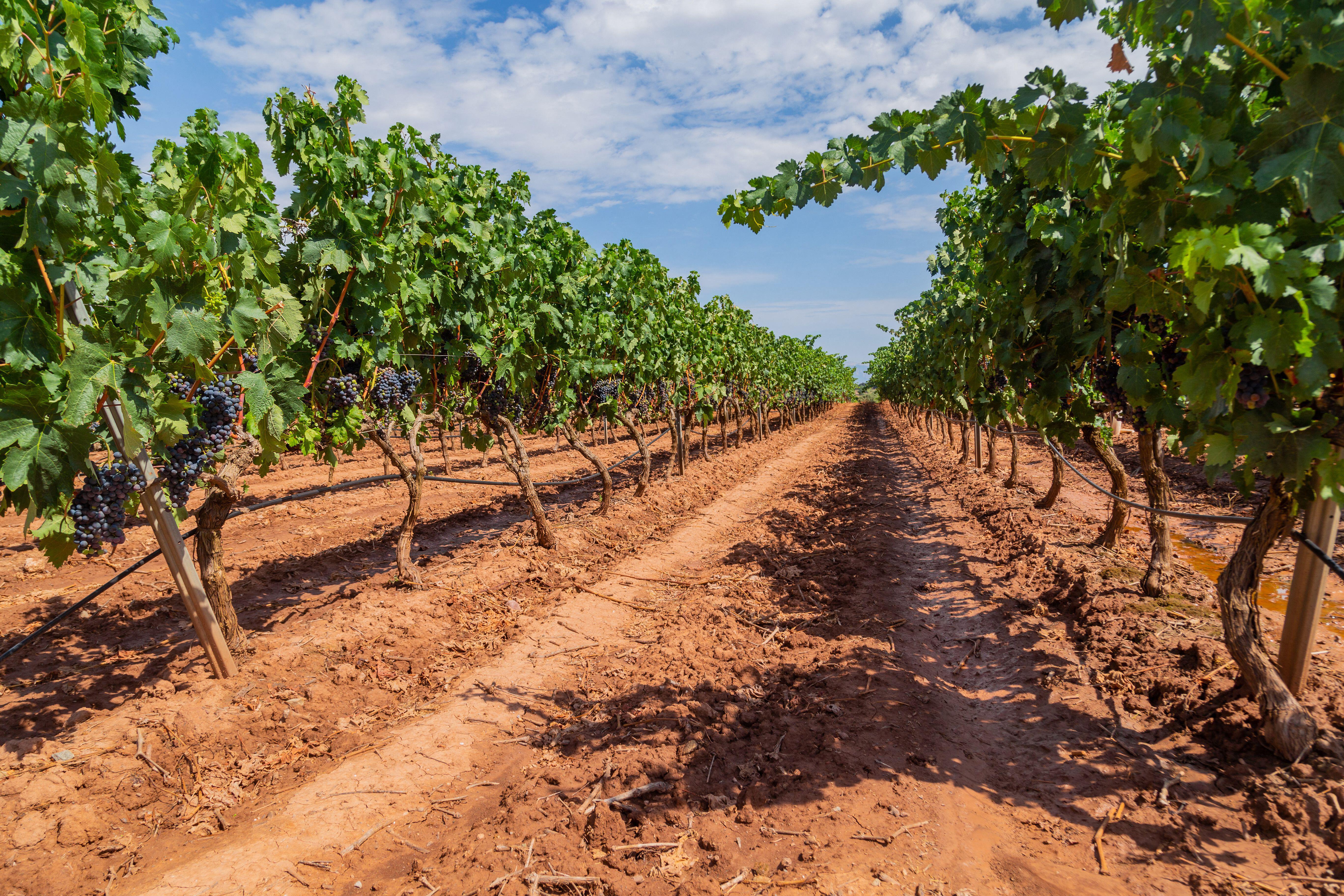 Vineyards in Navarre with rows of ripe grapes under a cloudy sky.