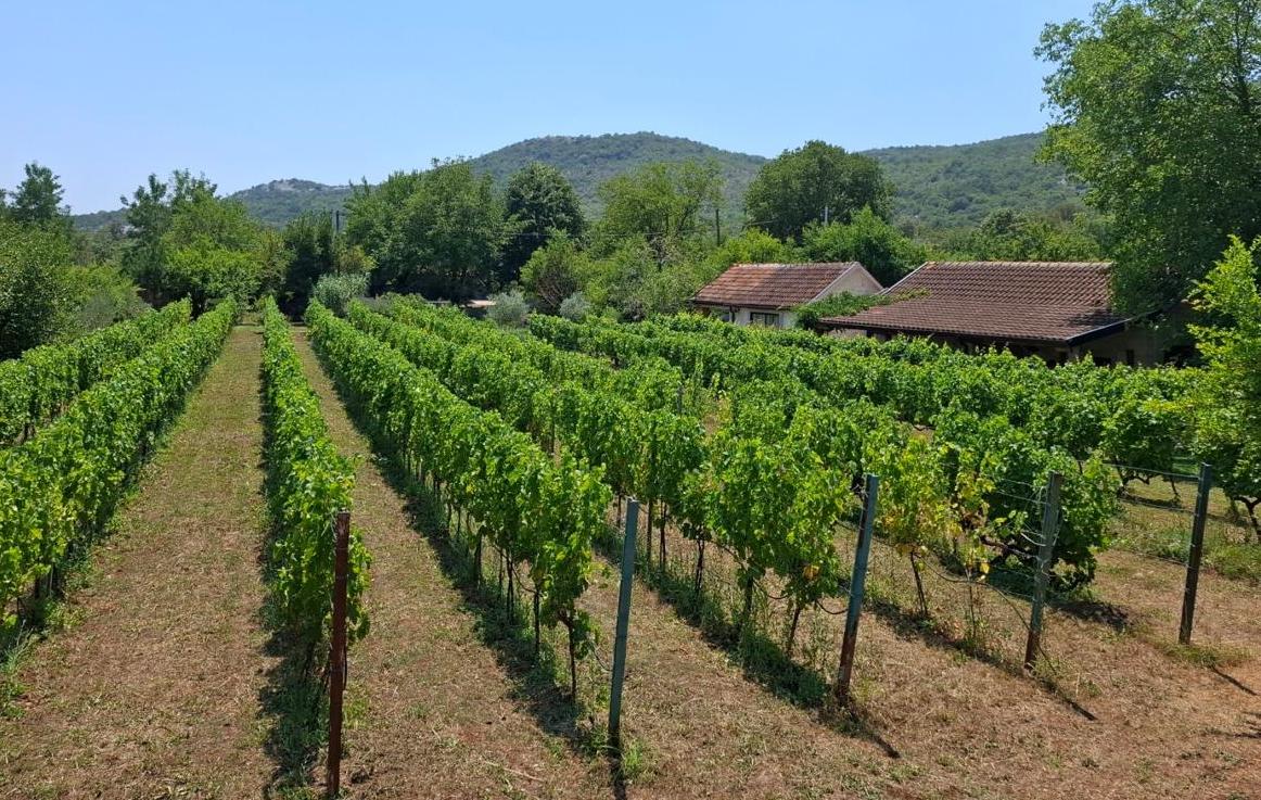 Vineyard rows leading to two houses in Montenegro.