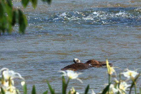 Down South by Tom Poland: Osprey At Crooked Bridge