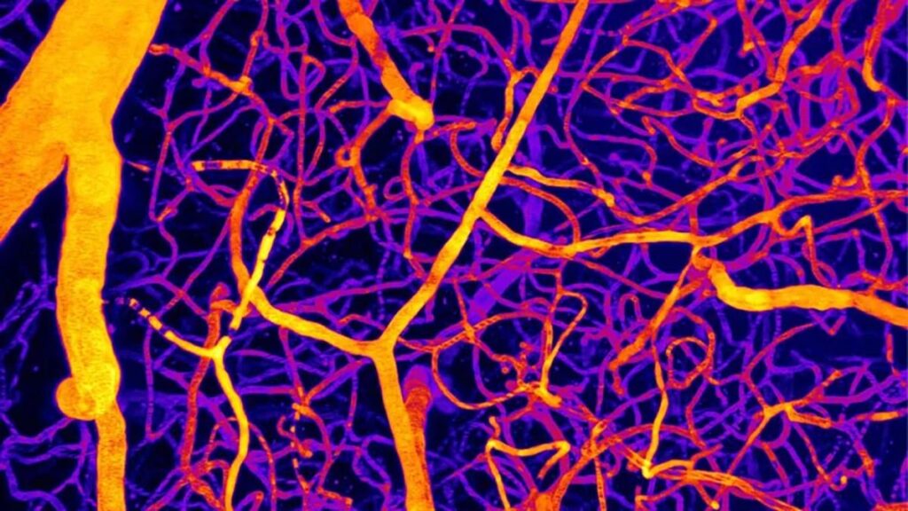 Reduced blood flow to the brain is thought to be a key factor in many forms of dementia. Scientists have now identified a fat molecule that regulates this flow in mice.