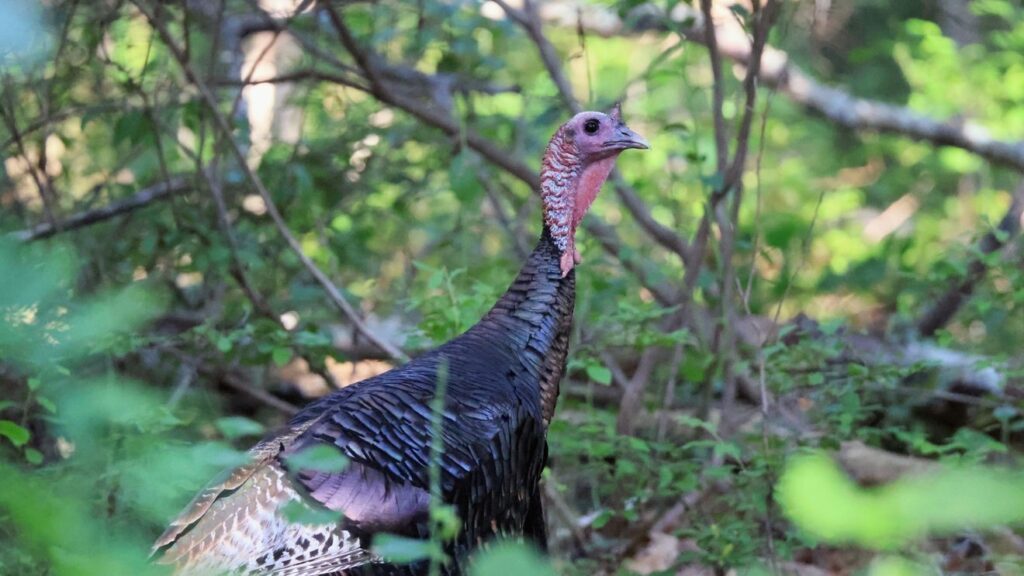 NE turkey hunting permits available Jan. 12 station icon