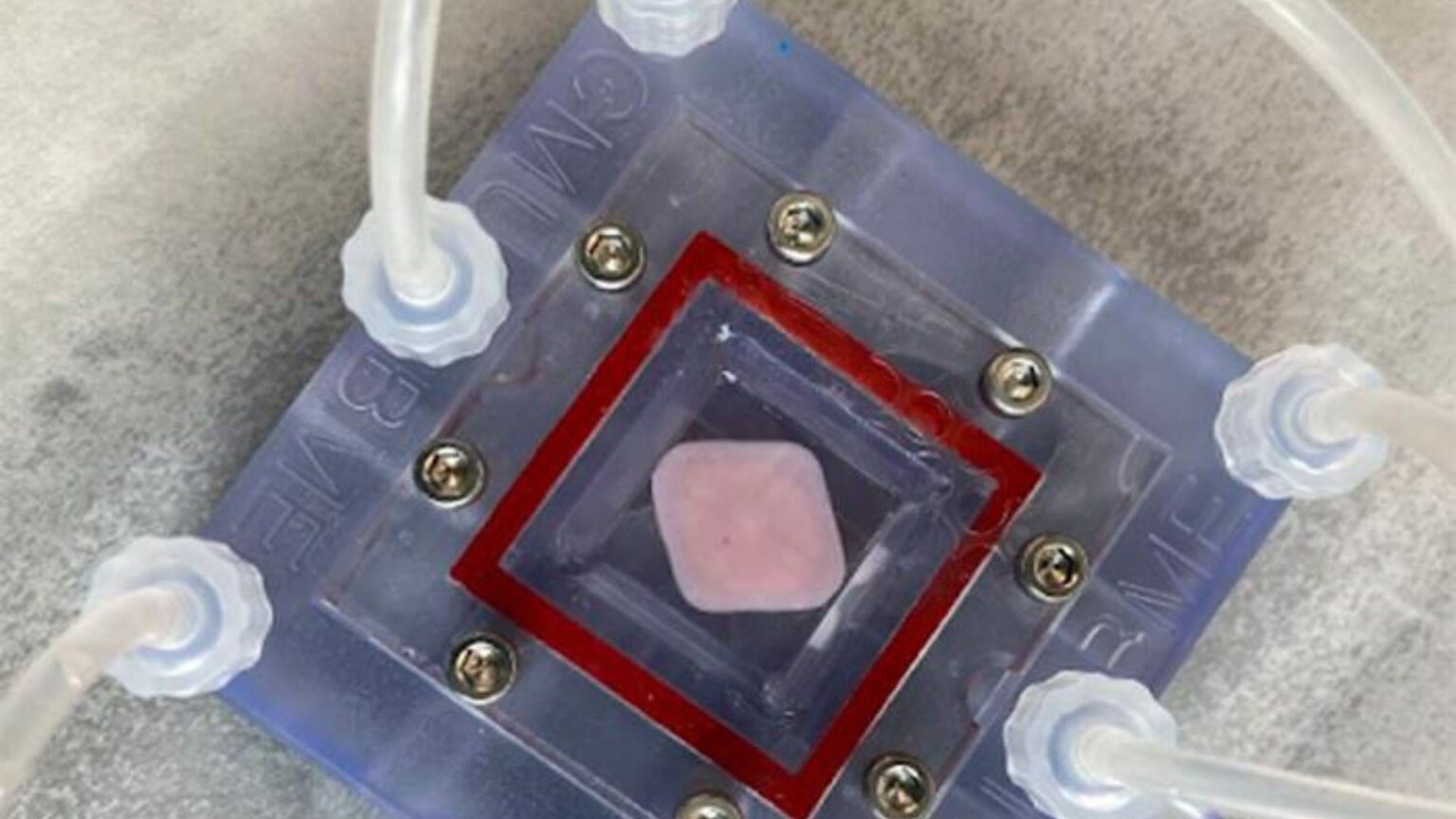 New 3D-printed liver could help treat organ failure without transplant
