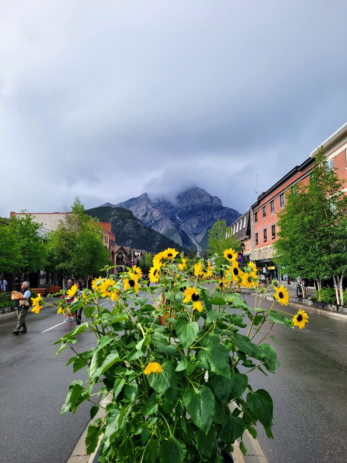 Cascade Mountains Banff National Park