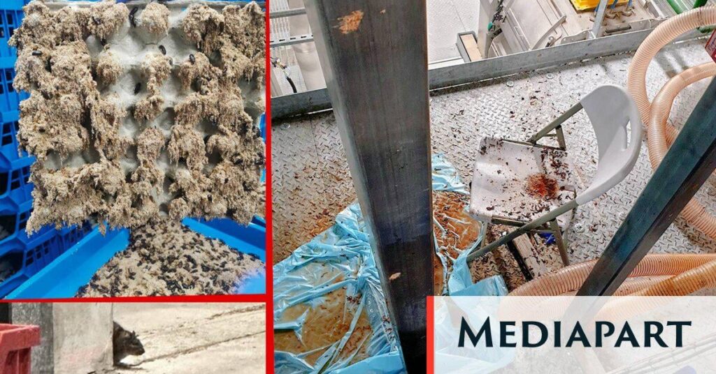 Ÿnsect, an industrial disaster emblematic of the “start-up nation” boosted with public money