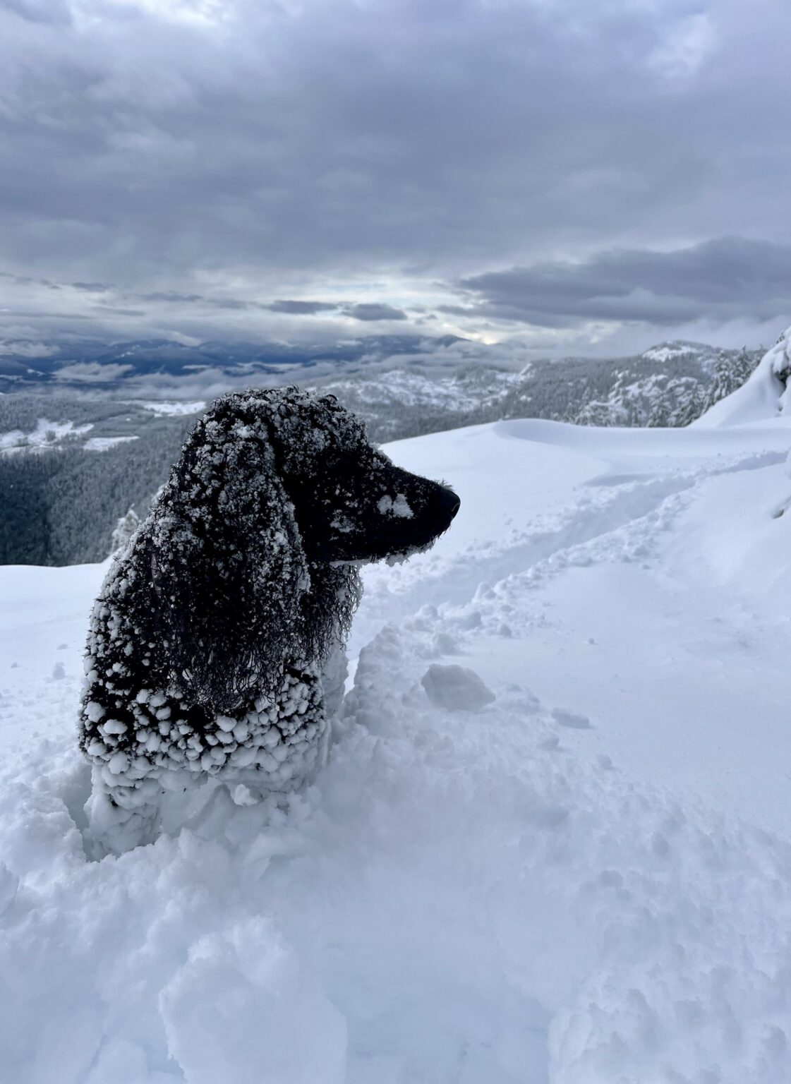 Hiking with Daphne on Mt. Wesley, BC