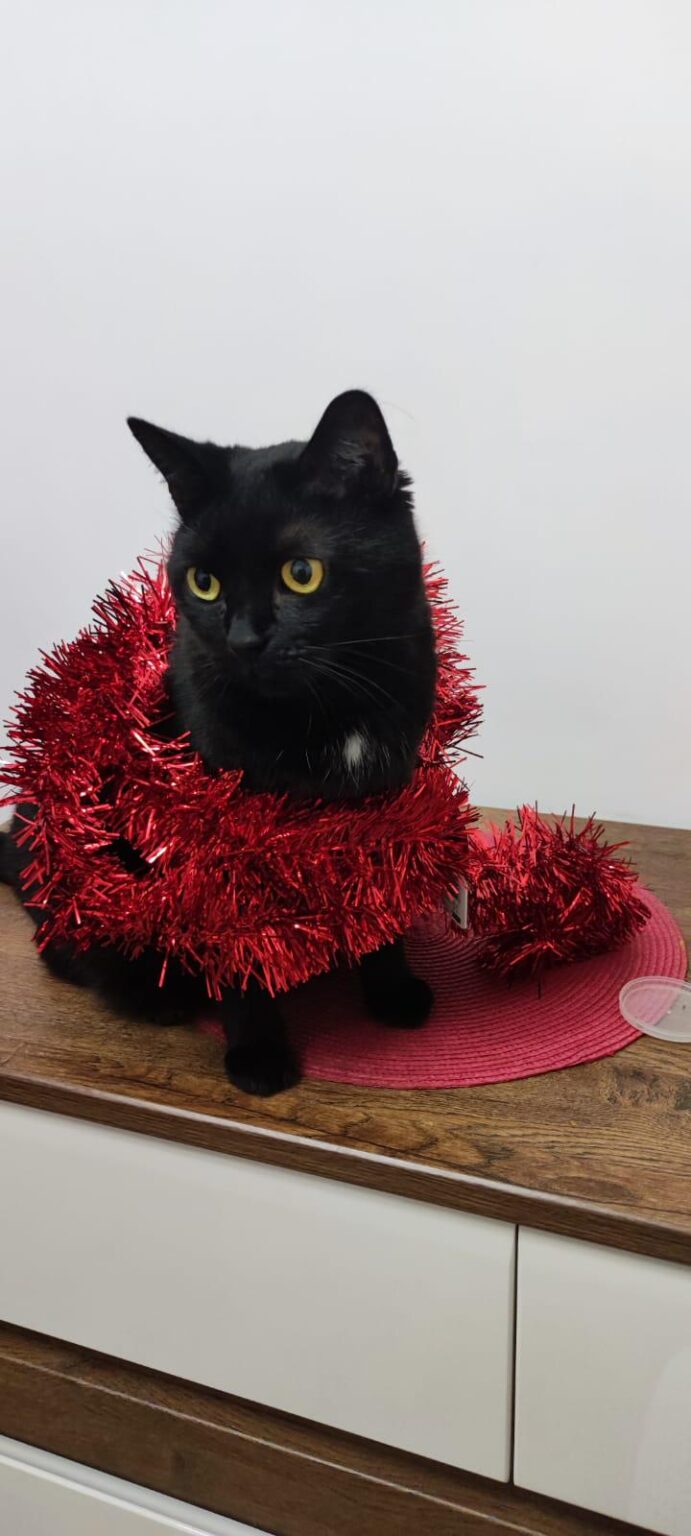 Happy New Year Reddit!