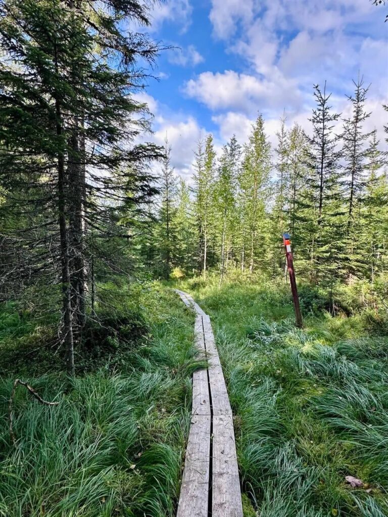 6km of pure forest bliss. Tavelsjö, Swedish Lapland