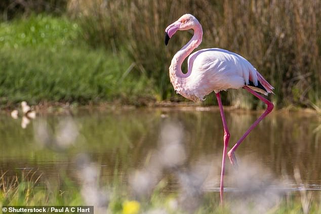 A flamingo at Larnaca Salt Lake, Cyprus