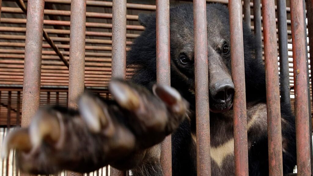South Korea to stop breeding bears to extract their bile - but hundreds are still trapped in pens