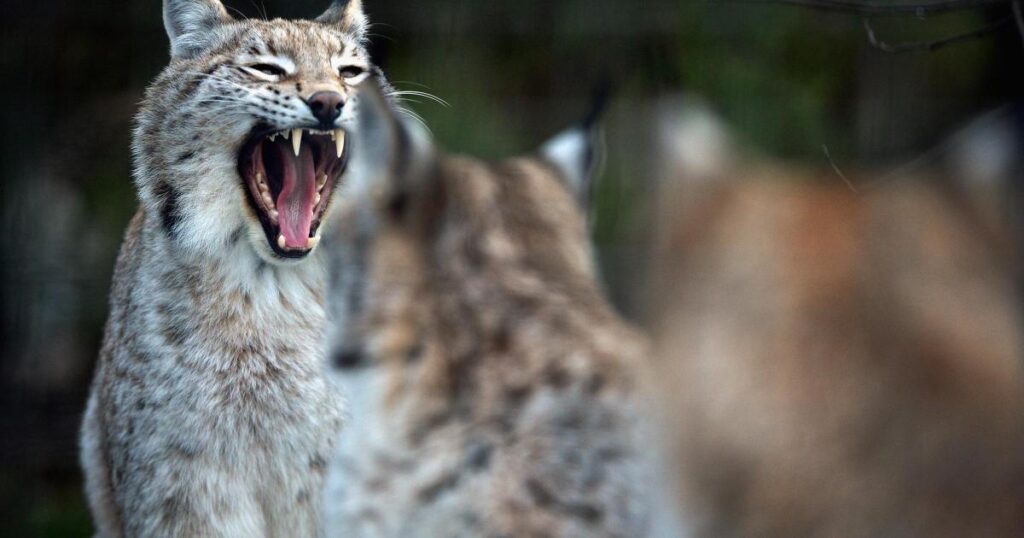 What Scotland can learn from Slovenia on reintroducing major predators