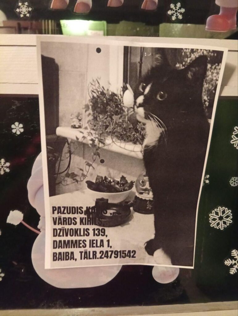 The cat Imanta is missing!