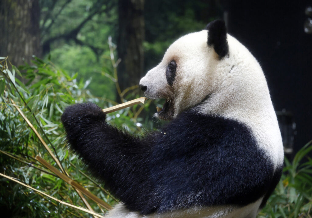 Giant panda Lei Lei eats bamboo at Ueno Zoological Gardens in Tokyo, Japan, Nov. 28, 2025. [EPA/YONHAP]
