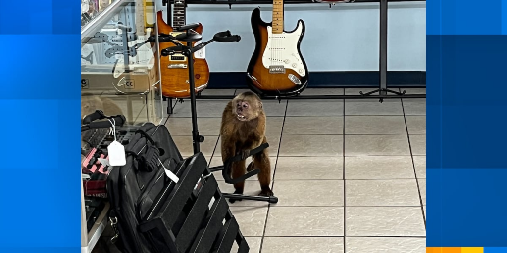 Search underway for monkey who damaged Morristown business, police say