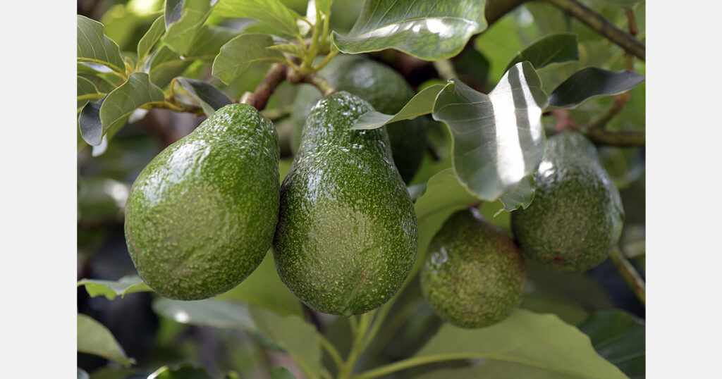 Morocco ships 19,600 tons of avocados to Germany in 2025 Morocco ships 19,600 tons of avocados to Germany in 2025