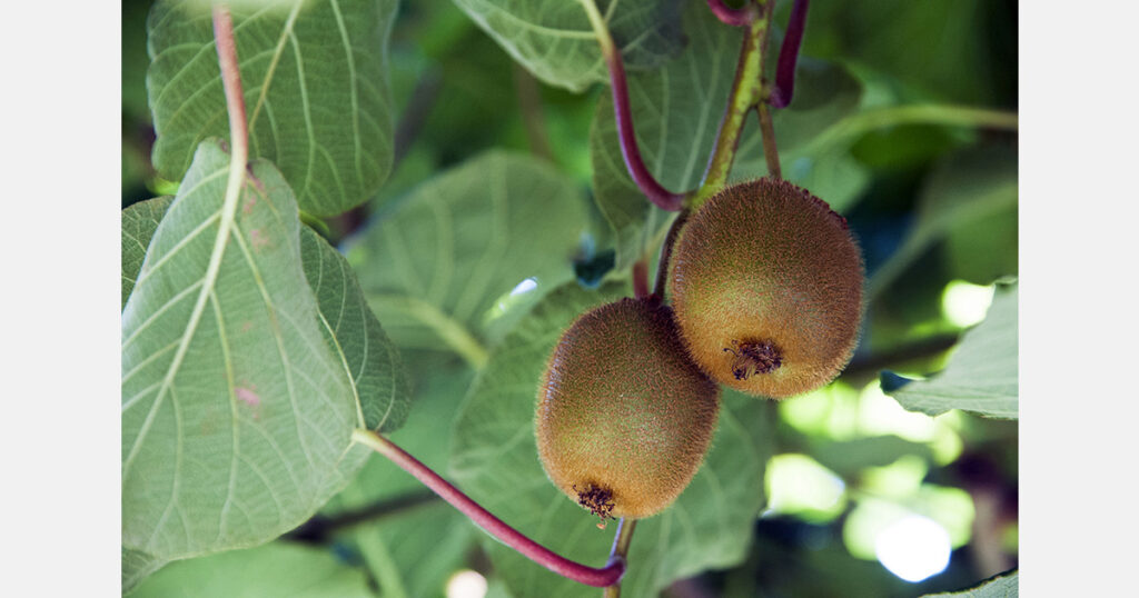 Azerbaijan exported 17.8 tons of kiwifruit to Latvia in 2025 Azerbaijan exported 17.8 tons of kiwifruit to Latvia in 2025