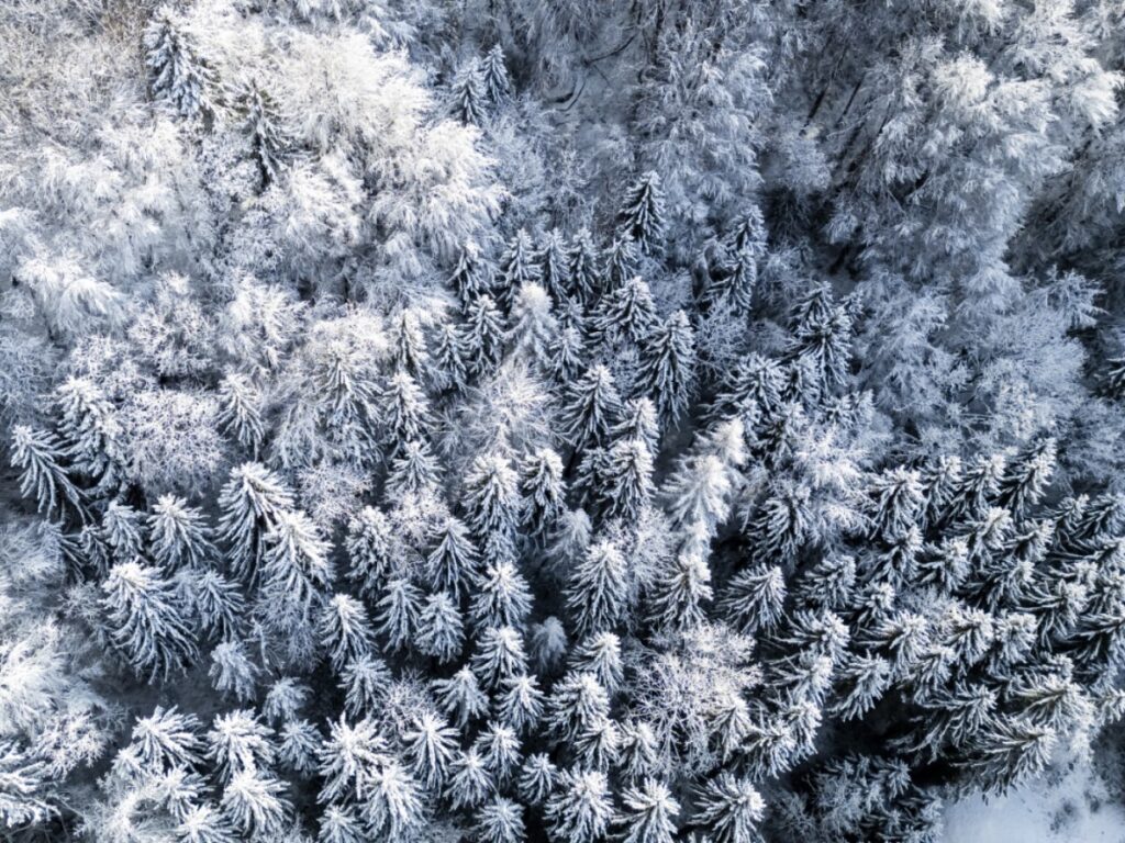 Swiss trees stunted by climate change Swiss trees stunted by climate change