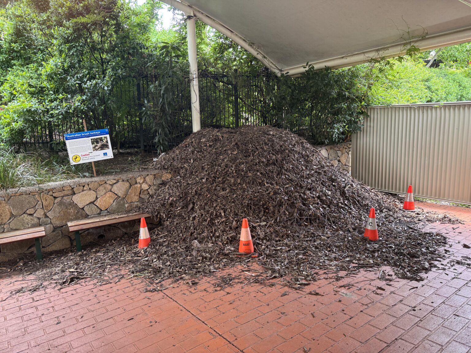 Mt Coot-tha Planetarium is currently home to a high vis bush turkey mound